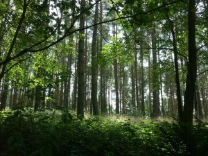 Wandern undRadfahren in der Umgebung des Natur-Campingplatzes Zum Hexenwäldchen