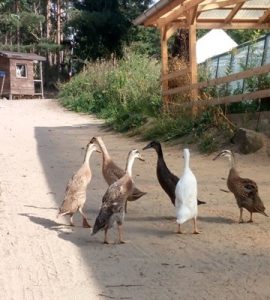 Streichelzoo auf dem Natur-Campingplatz Zum Hexenwäldchen