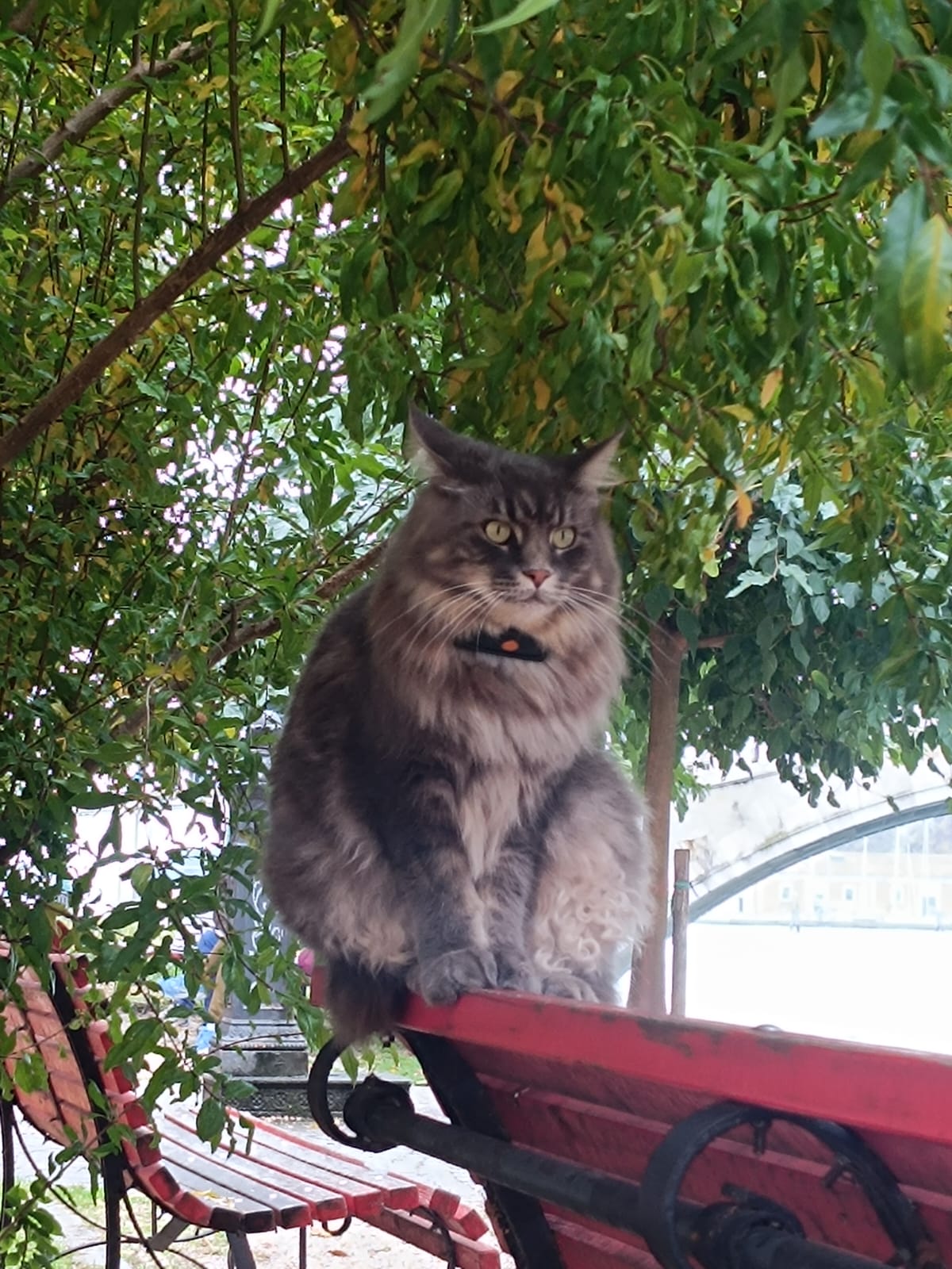 Eine dicke graue Katze